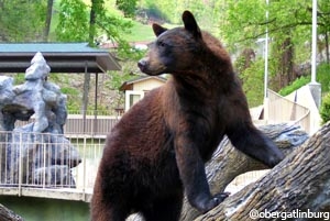 Bears, River Otters, Bobcats, Nocturnal House, Birds of Prey